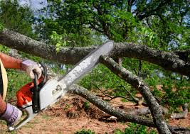 Best Hazardous Tree Removal  in Auburn Hills, MI