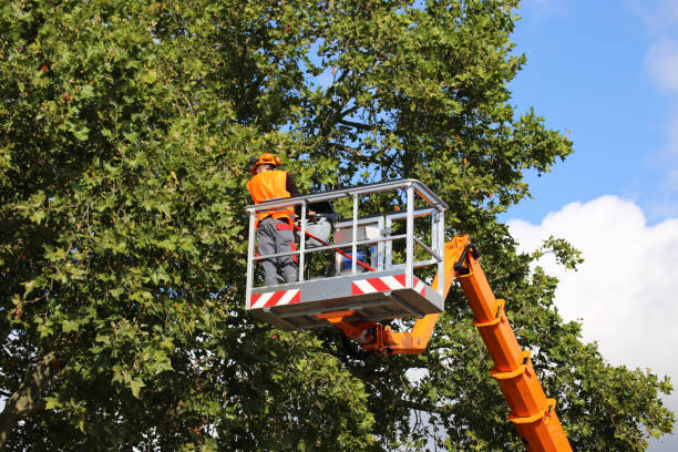 Trusted Auburn Hills, MI Tree Removal Experts