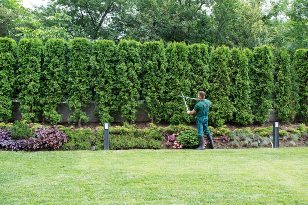 Best Tree Health Inspection  in Auburn Hills, MI