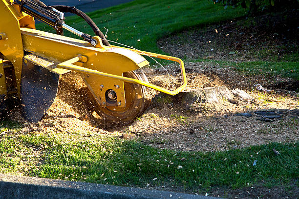 Best Tree Risk Assessment  in Auburn Hills, MI