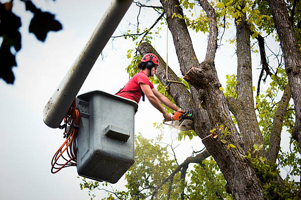 Best Palm Tree Trimming  in Auburn Hills, MI