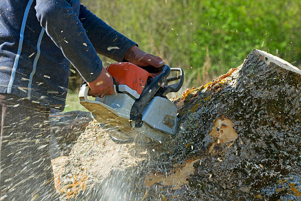 Best Tree Preservation Services  in Auburn Hills, MI